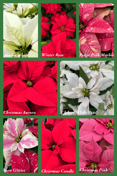 Poinsettia Page 1