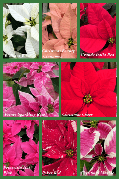 Poinsettia Page 2