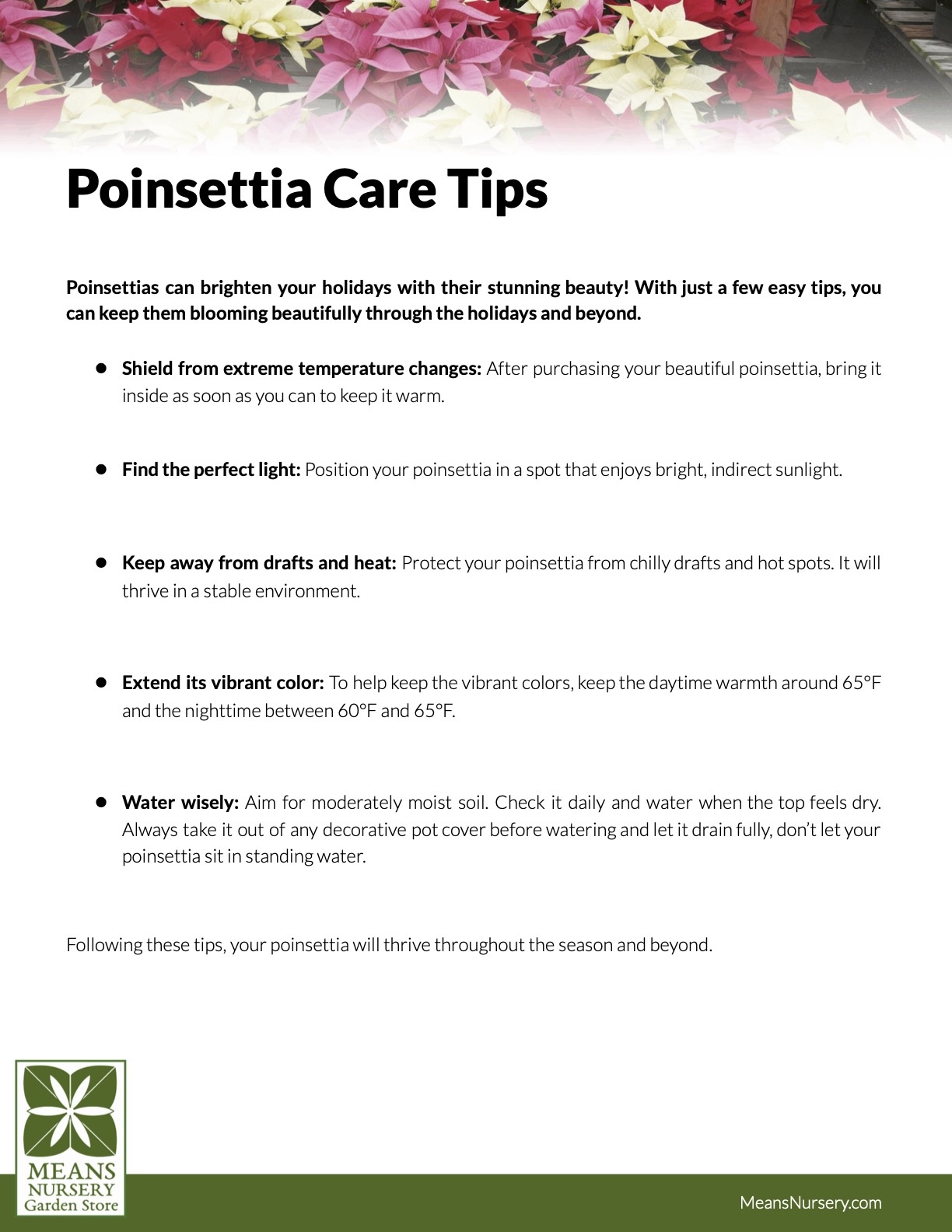 Pointsettia Growing Guide