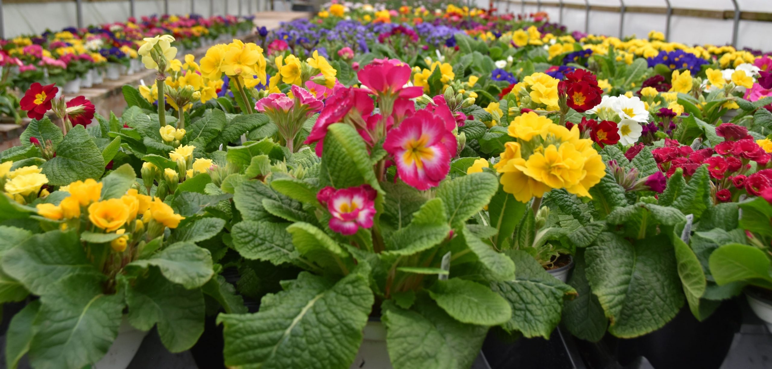 primrose scappoose nursery