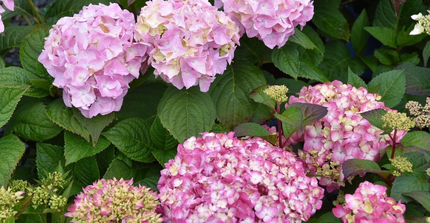 Scappoose Nursery Flowers