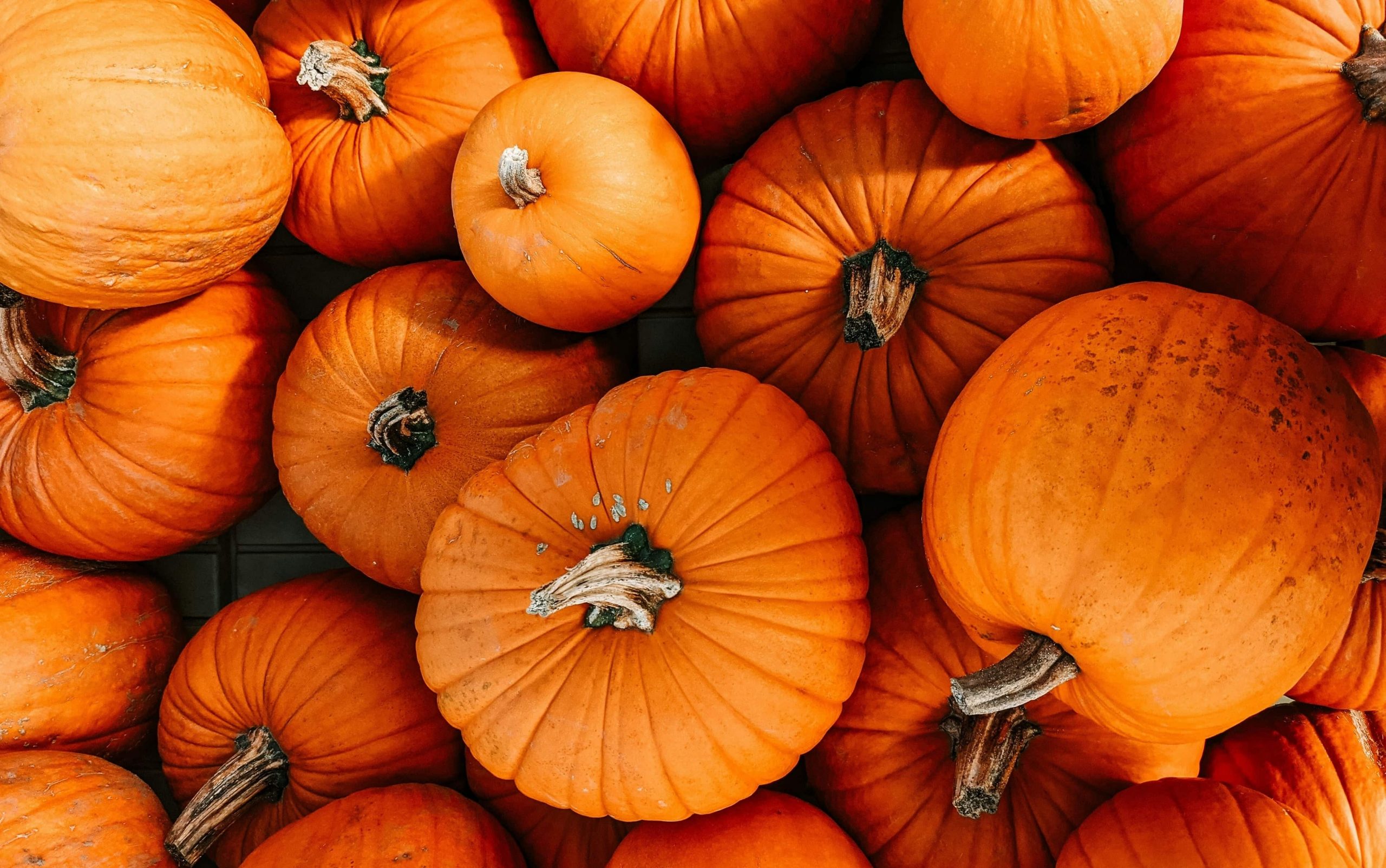 scappoose nursery in fall