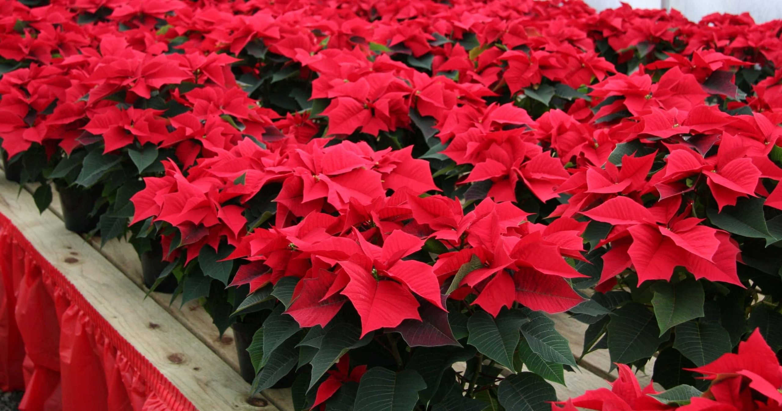 Winter Nursery Plants Oregon