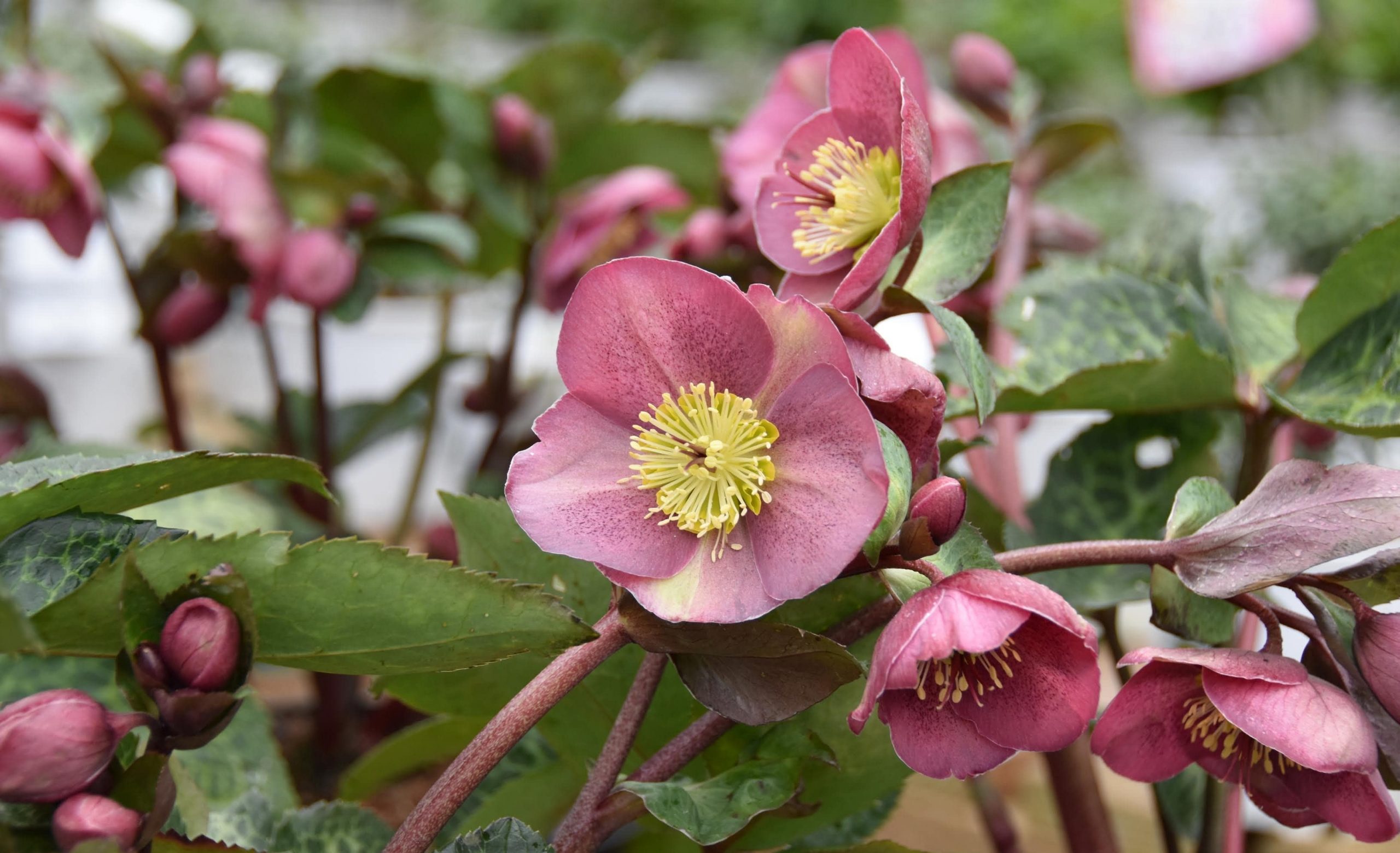 Winter Closure Scappoose Nursery