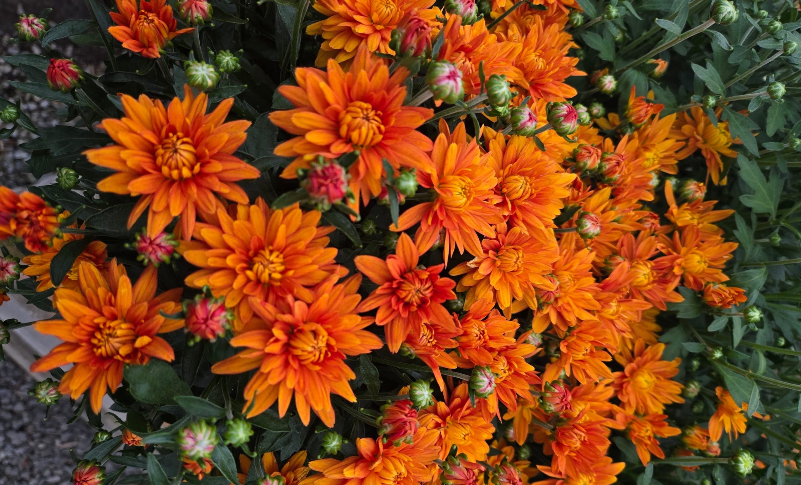 Scappoose Nursery Flowers