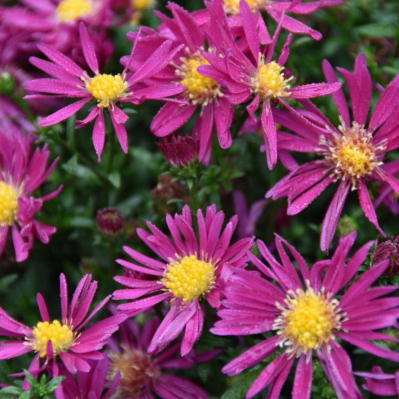 Fall asters in bloom