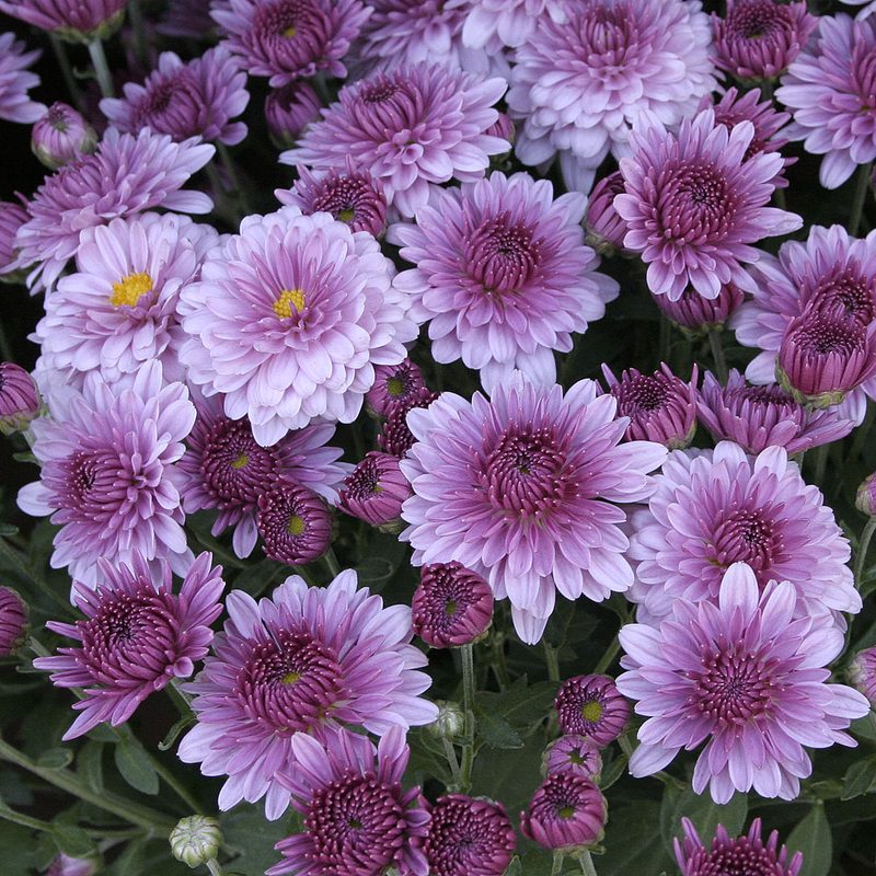 Fall mums in bloom