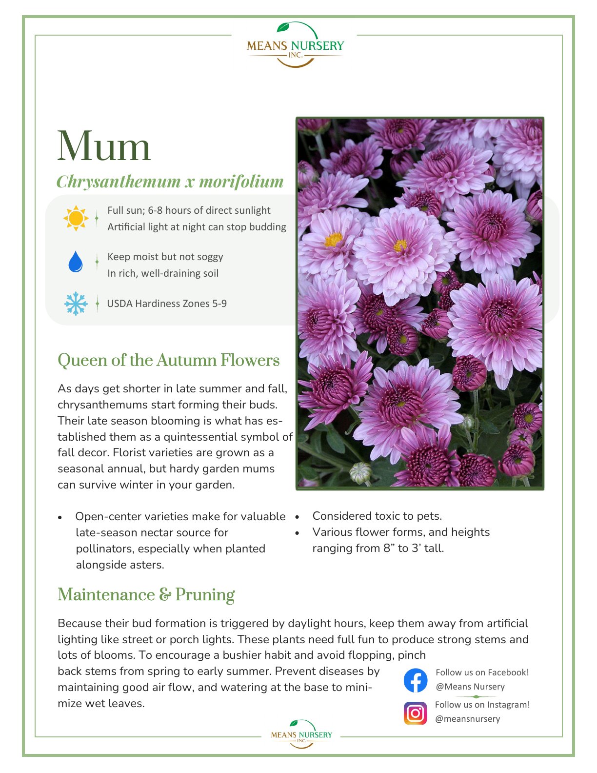 Mum Spotlight - Fall plant care guide