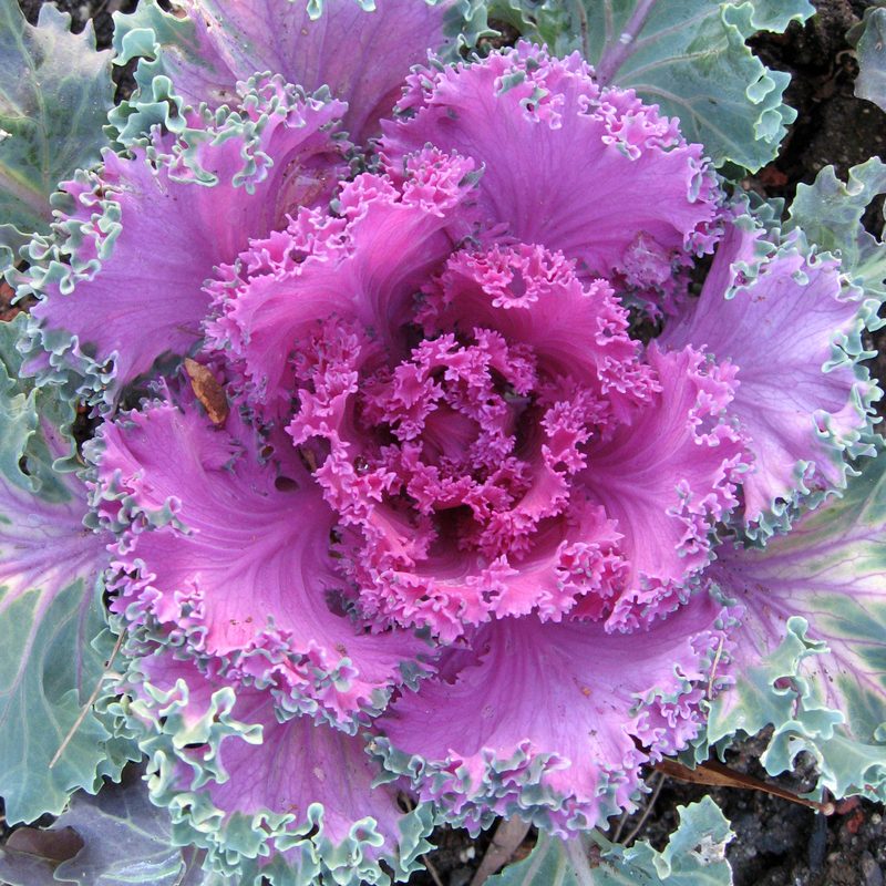 Ornamental kale and cabbage