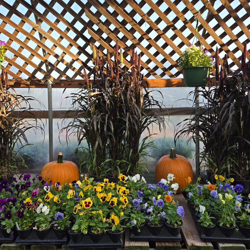 Ornamental millet fall display