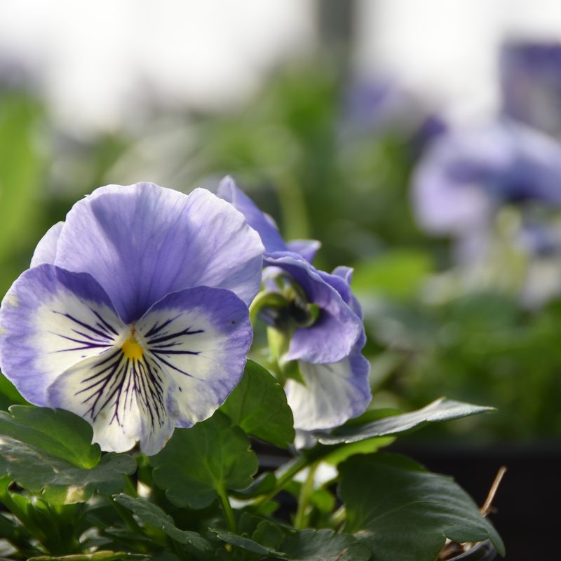 Pansies and violas